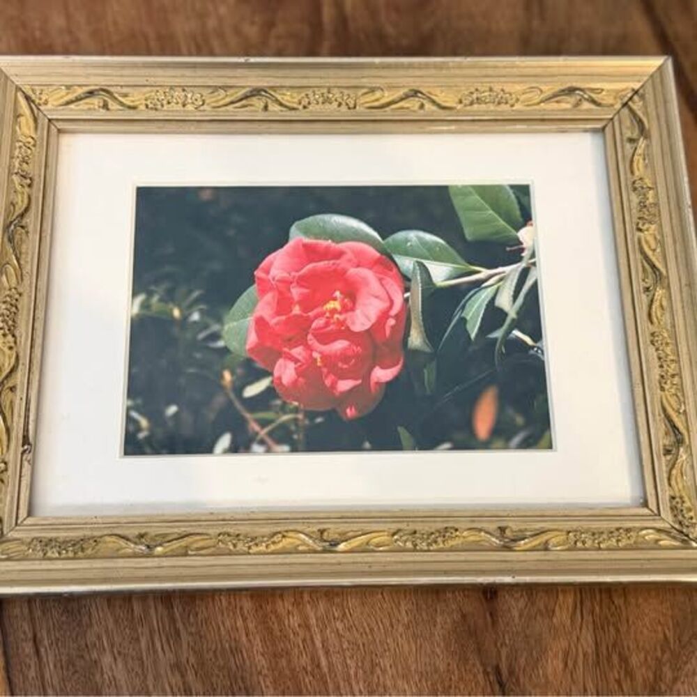 Framed Red Camellia Photograph